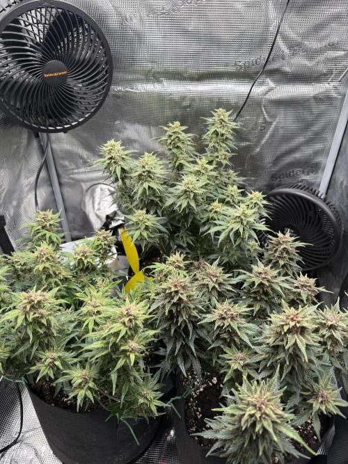 Purple Haze Automatic. Week 6