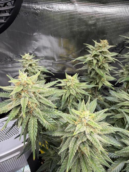 Purple Haze Automatic. Week 6