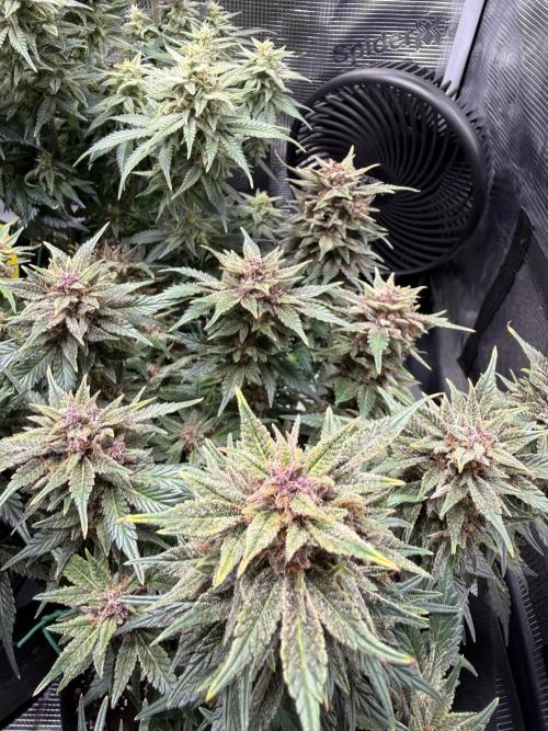 Purple Haze Automatic. Week 6