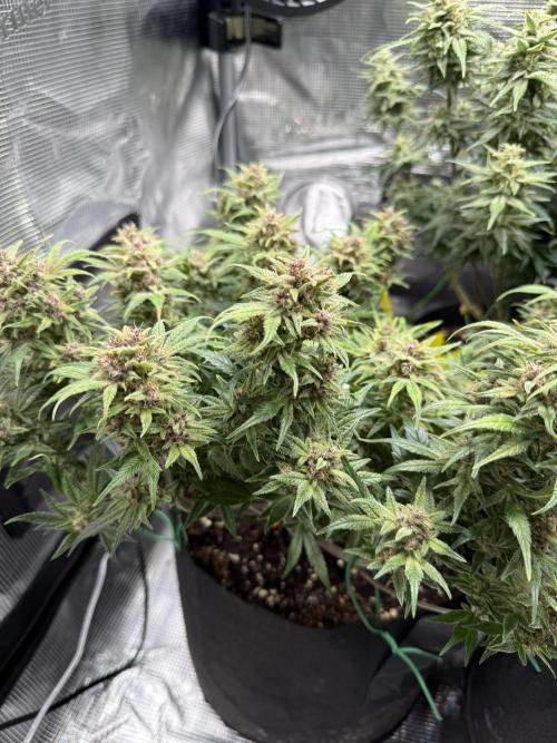 Purple Haze Automatic. Week 6