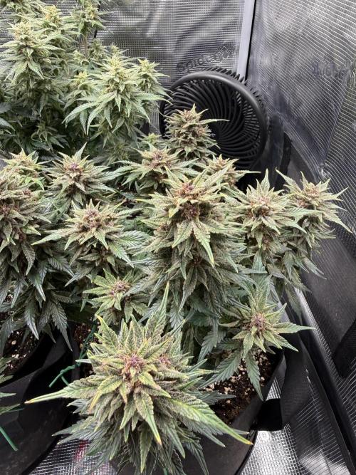 Purple Haze Automatic. Week 6