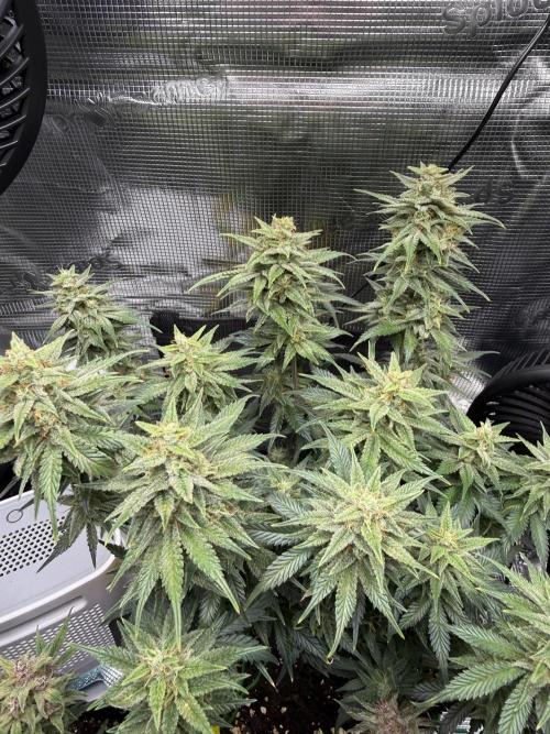 Purple Haze Automatic. Week 6