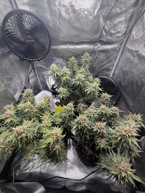 Purple Haze Automatic. Week 7