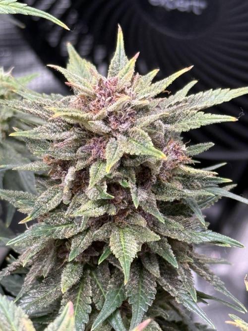 Purple Haze Automatic. Week 7