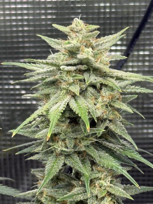 Purple Haze Automatic. Week 7