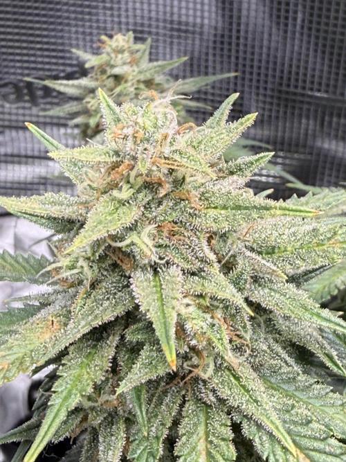 Purple Haze Automatic. Week 7