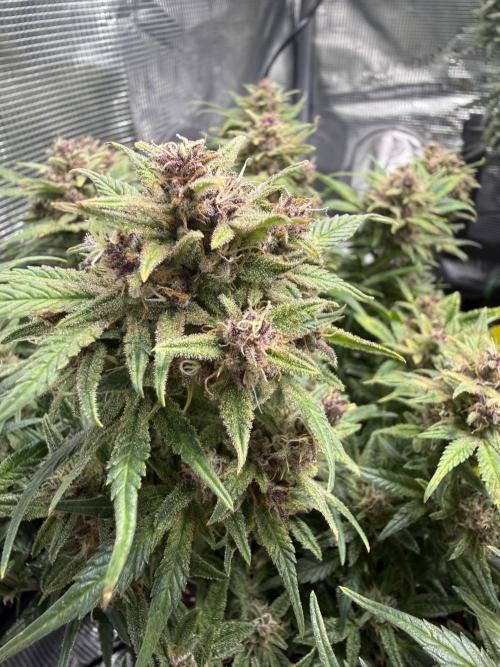 Purple Haze Automatic. Week 7