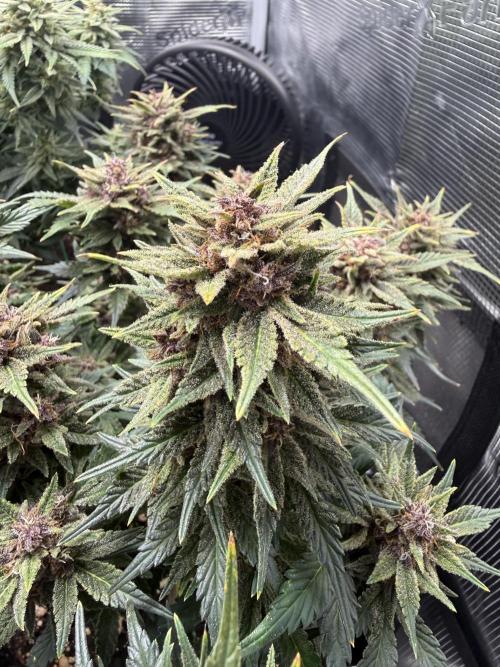 Purple Haze Automatic. Week 7