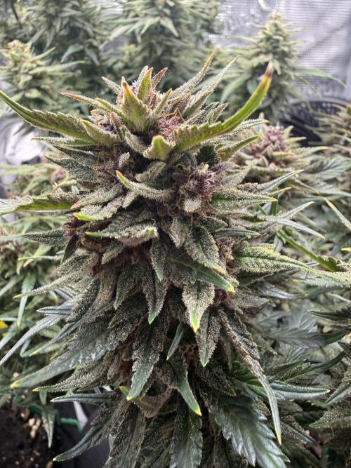 Purple Haze Automatic. Week 7