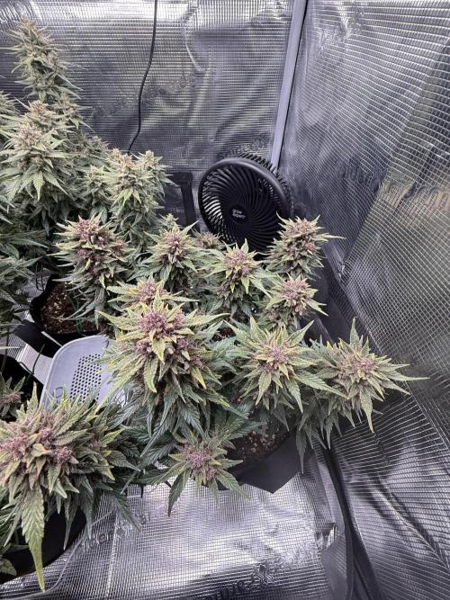 Purple Haze Automatic. Week 9