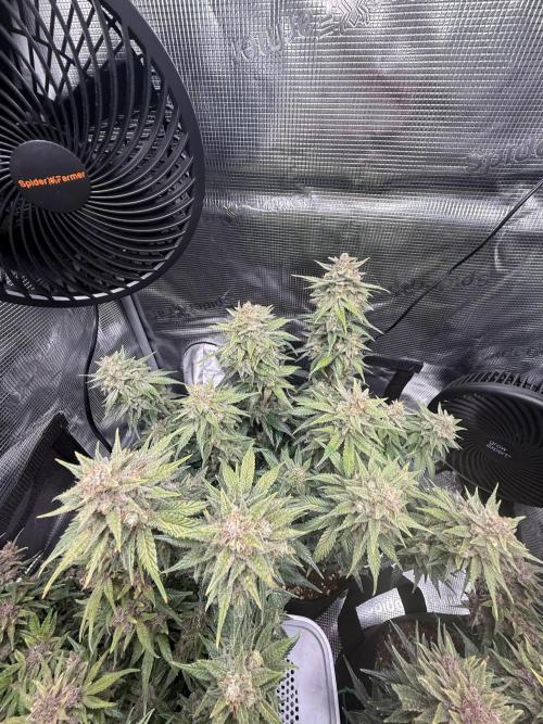 Purple Haze Automatic. Week 9