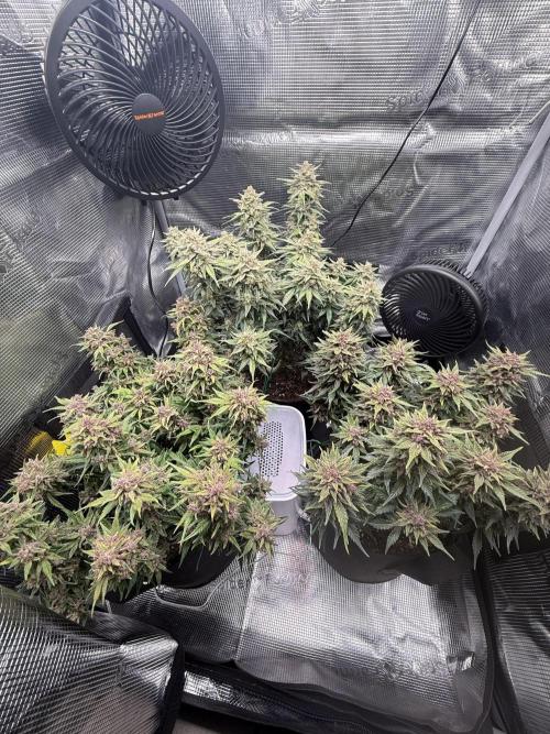 Purple Haze Automatic. Week 9