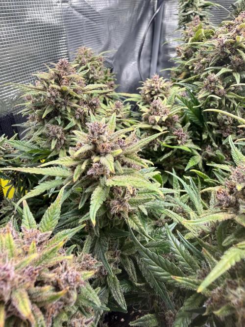 Purple Haze Automatic. Week 9