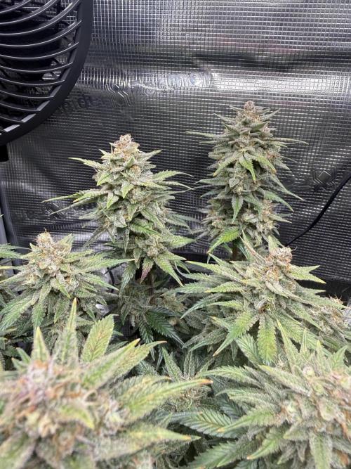 Purple Haze Automatic. Week 9