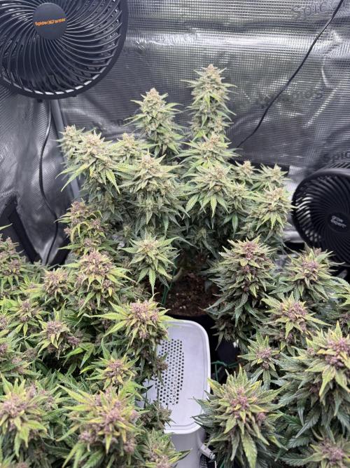 Purple Haze Automatic. Week 9