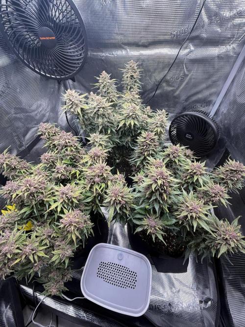 Purple Haze Automatic. Week 11