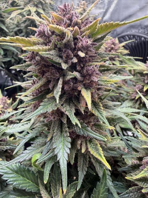 Purple Haze Automatic. Week 11