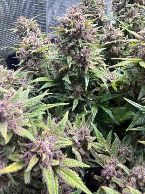 Purple Haze Automatic. Week 11