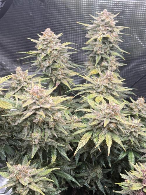 Purple Haze Automatic. Week 11