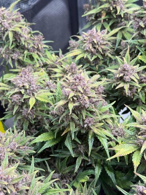 Purple Haze Automatic. Week 11