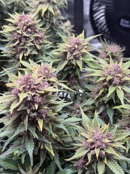 Purple Haze Automatic. Week 11