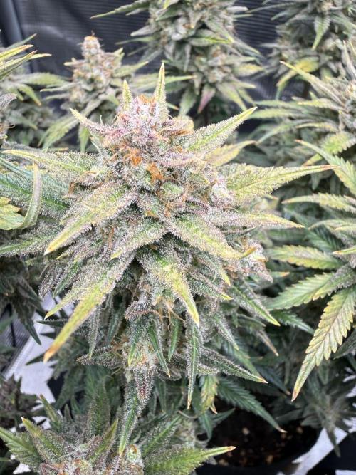 Purple Haze Automatic. Week 11