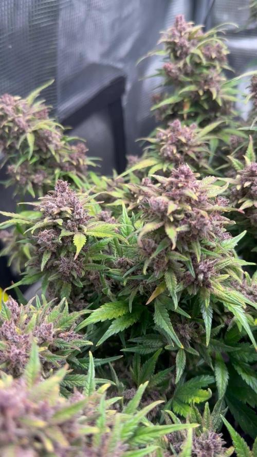 Purple Haze Automatic