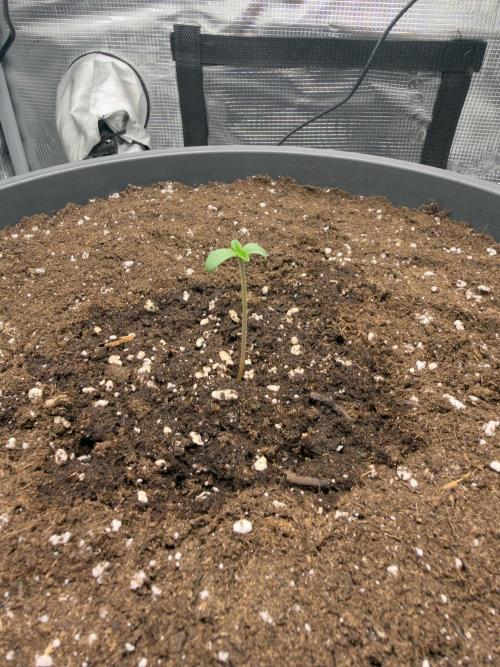 Purple Haze Automatic #2. Week 1