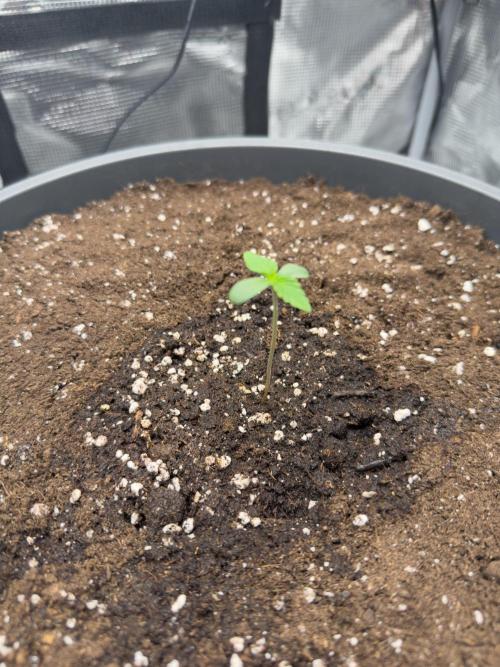 Purple Haze Automatic #2. Week 1