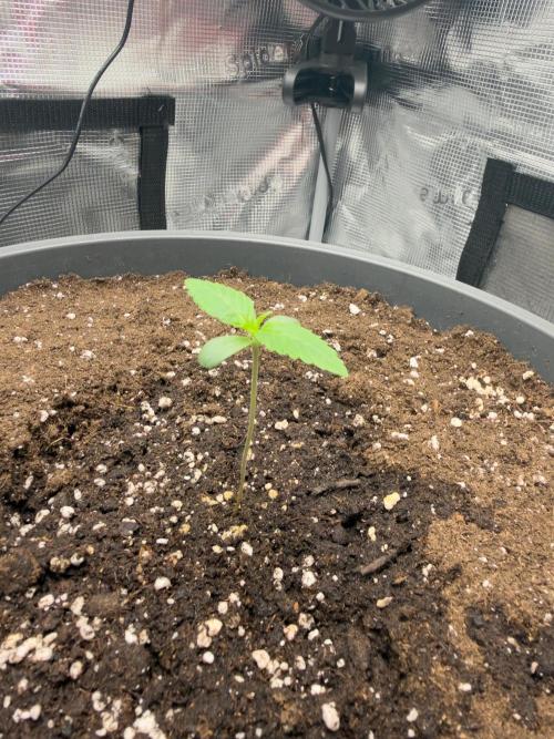 Purple Haze Automatic #2. Week 1