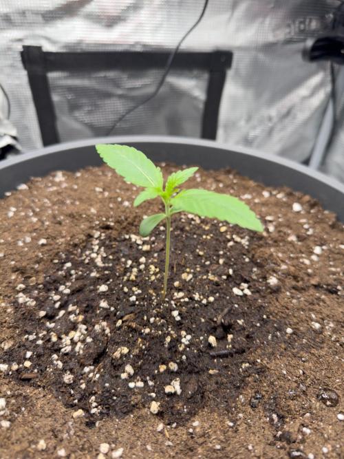 Purple Haze Automatic #2. Week 1