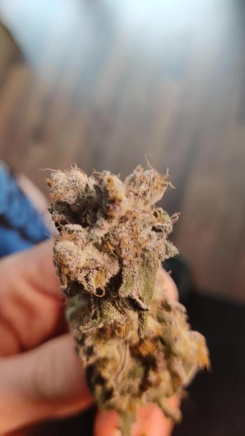 Mimosa x Orange Punch