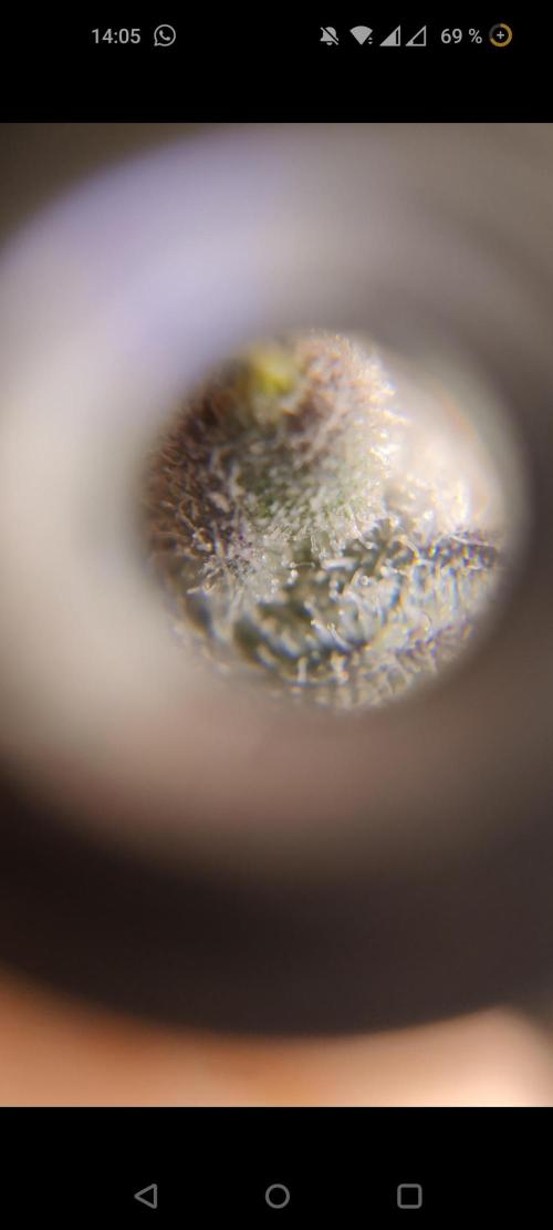 Mimosa x Orange Punch. Week 13