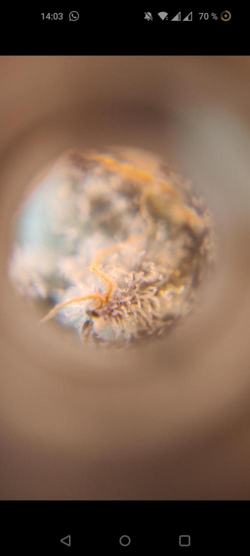 Mimosa x Orange Punch. Week 13