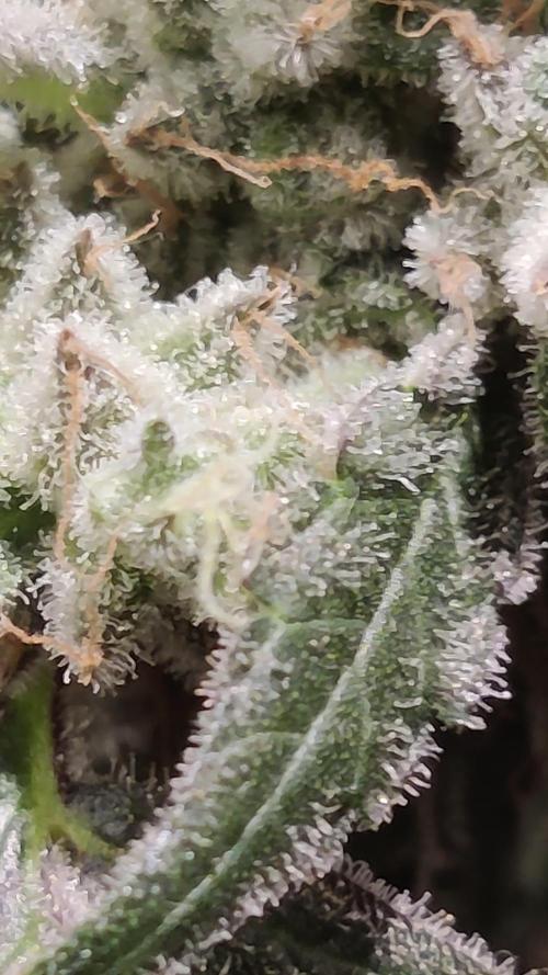 Mimosa x Orange Punch