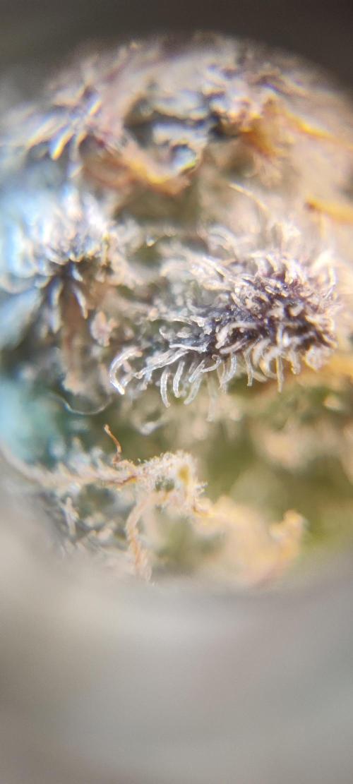 Mimosa x Orange Punch. Week 14