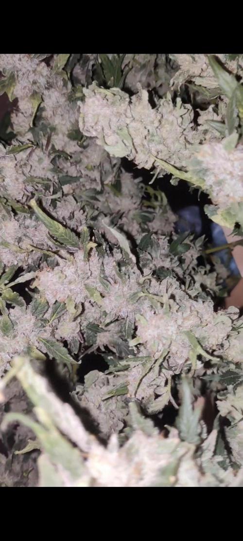 Mama Mimosa + Babies 😍. Week 15