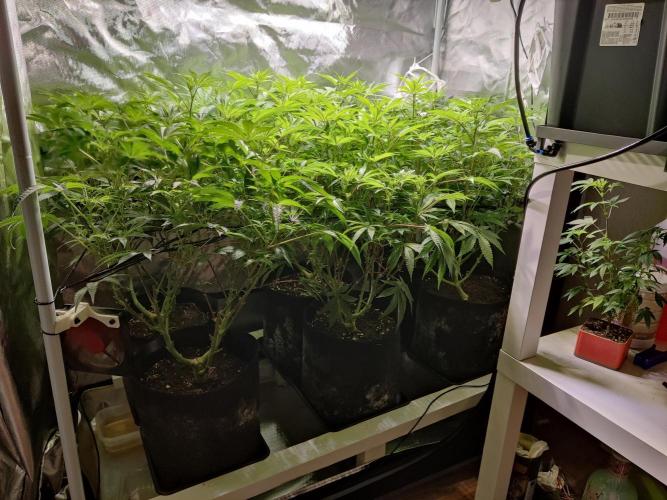 Mama Mimosa + Babies 😍. Week 17