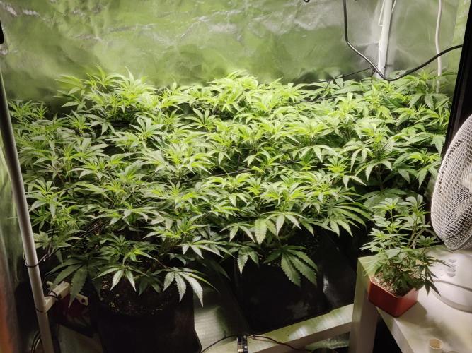 Mama Mimosa + Babies 😍. Week 16