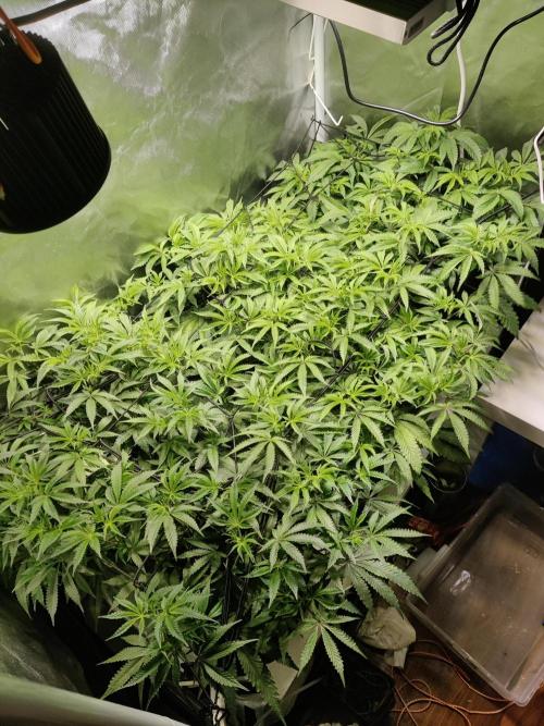 Mama Mimosa + Babies 😍. Week 16