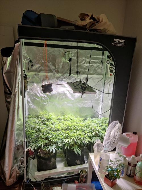 Mama Mimosa + Babies 😍. Week 16