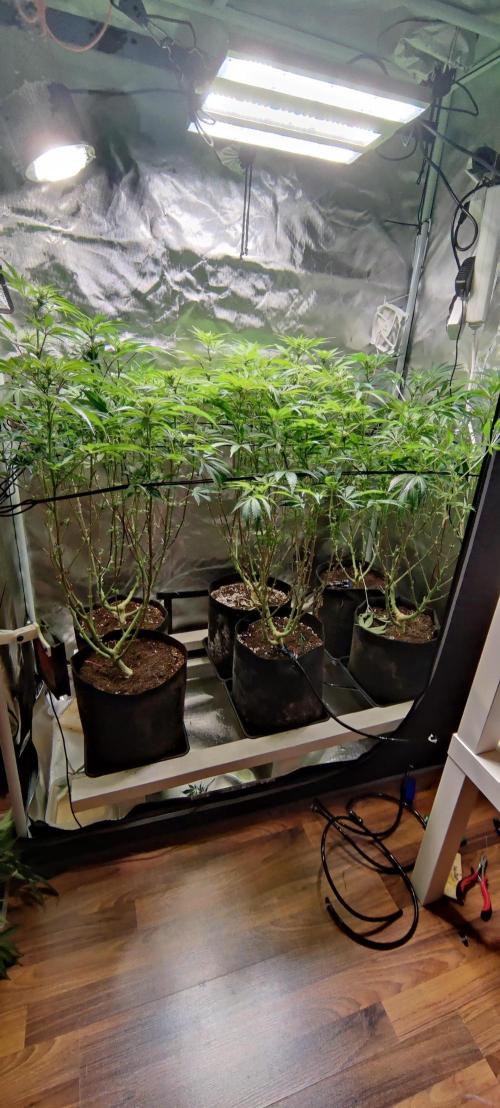 Mama Mimosa + Babies 😍. Week 18