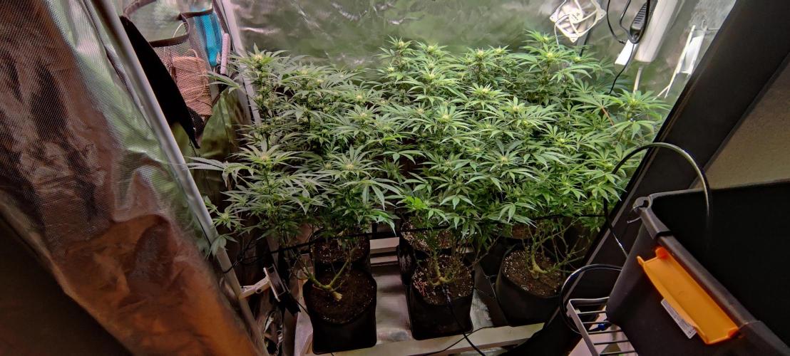 Mama Mimosa + Babies 😍. Week 19