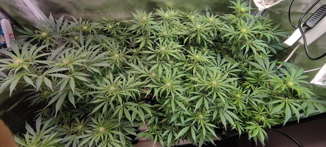 Mama Mimosa + Babies 😍. Week 19