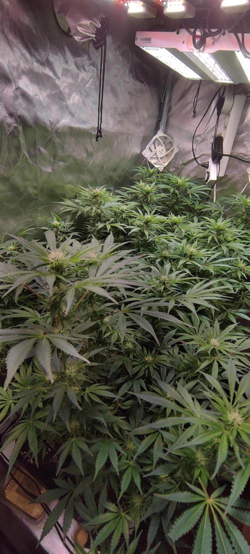 Mama Mimosa + Babies 😍. Week 19