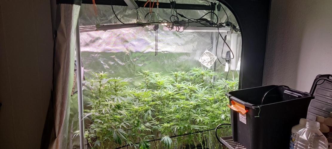 Mama Mimosa + Babies 😍. Week 19