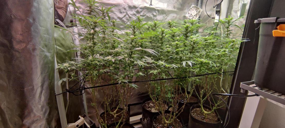 Mama Mimosa + Babies 😍. Week 20