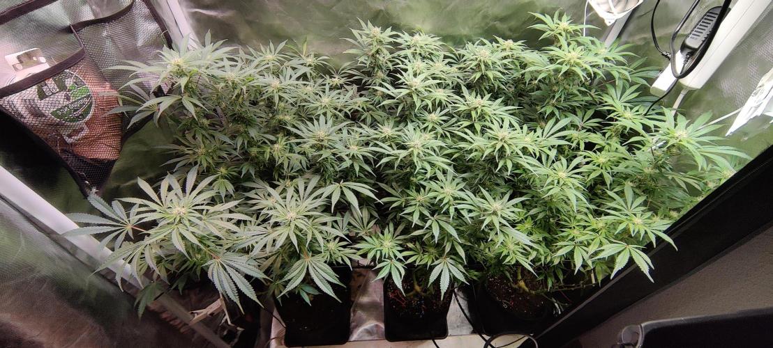 Mama Mimosa + Babies 😍. Week 20