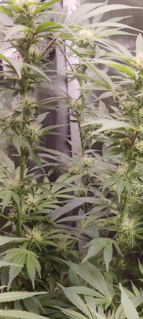 Mama Mimosa + Babies 😍. Week 20