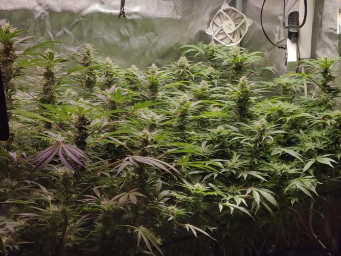 Mama Mimosa + Babies 😍. Week 20